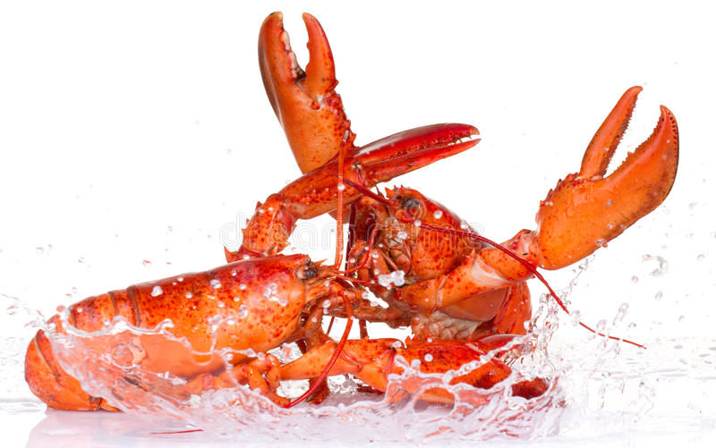 theorie-homards-modern-milf