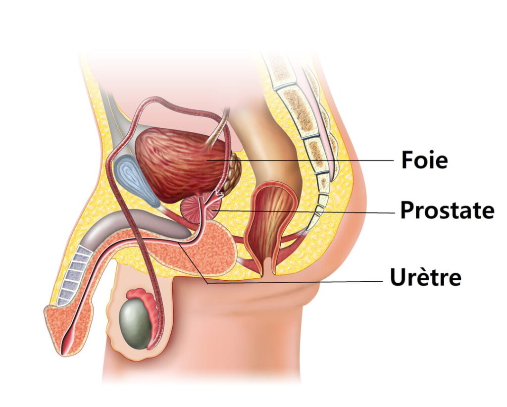 massage-prostate-schema-40-ans-et-plus