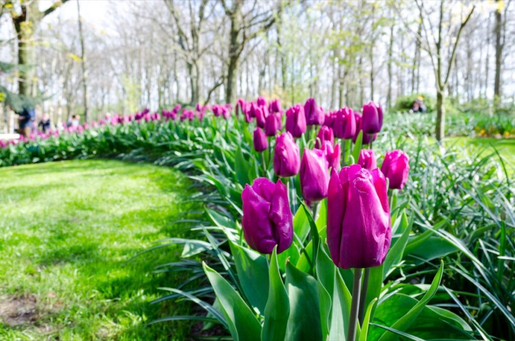 jardin botanique-40 idées irrésistibles de premier rendez-vous - 40 et plus