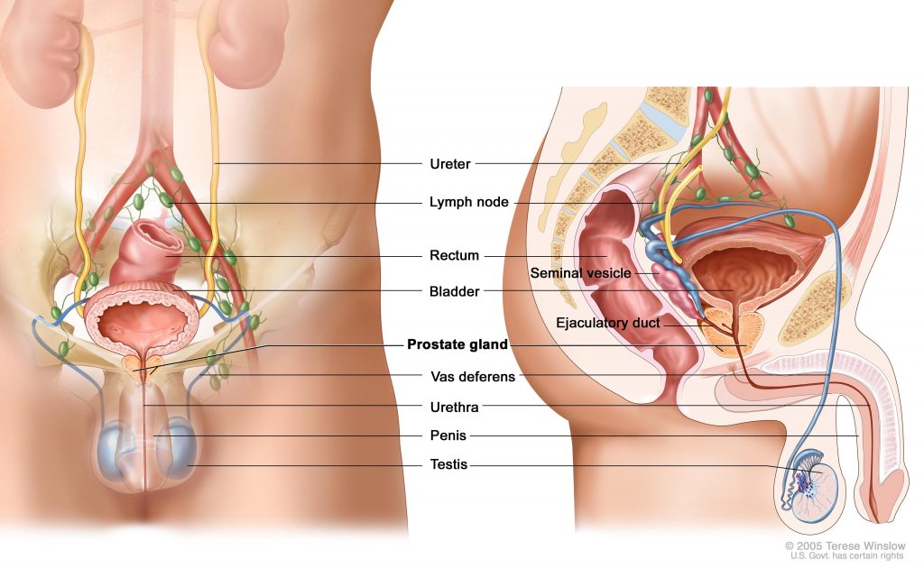 se-proteger-prostate-contre-cancer-sante-intime-2